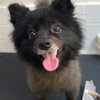 お客様ワンちゃん