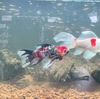 大型の金魚とメダカの混泳は可能なのか