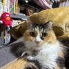 落ちた