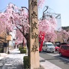 伊奈波神社の枝垂れ桜