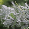 雨そののち蕎麦