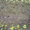 秋冬採りの人参は9月に蒔こう
