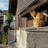 隣市住宅街のねこさん