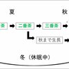 令和元年の二番茶　収穫スタート！