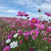 コキアと秋桜