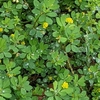 学生生活の記憶（644）：コメツブツメクサ（米粒詰草）-Trifolium dubium-  “Suckling clover”