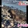 トドの赤ちゃんあわれ