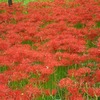 巾着田_まんじゅしゃげ公園（埼玉県日高市）