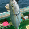 夏の相模湾、LT五目・ワカシ、イナダ釣りに行ってきました