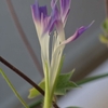 ✿変わり種と八重の朝顔❀