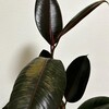 結局日焼けが続いてしまったので、植物を部屋に戻した