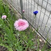 7-11   愛すべき花たち〜矢車草畑が！！〜