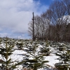 モミの木保育園にも雪が