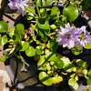 ホテイアオイの開花が止まらない