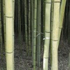 竹の迷宮をゆく