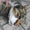9月後半の #ねこ #cat #猫 その4