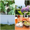 城ヶ島で紫陽花を巡り島猫さんに癒される休日