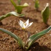 吉浜農園:原種系チューリップの開花、進捗。