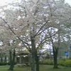 母の日と桜。