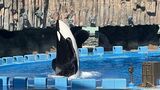 海の王者シャチに逢いに行く🩷後編・IN名古屋港水族館【北館】シャチ様！