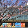 皇居ランニング・今年初めての桜