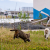 隣県西部離島のねこさん