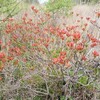 八島湿原と蓼科の想い出　