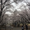 稲荷山公園でお花見🌸