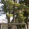 春日大社　影向の松（ようごうのまつ）