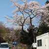 岩切城の桜を見る