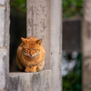 八重山諸島のねこさん