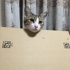 ダンボールの箱でご満悦：ねこ：保護猫日記。3歳4ヵ月（179週）