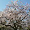 馬事公苑の桜は満開