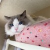 初夏のような一日、ふくちゃんはのんびり