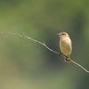 長崎の別の場所へ鳥を見に行った日記（２０２３　０４１６）その１。