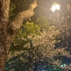 夜桜🌙🌸