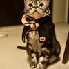 今さらハロウィンです！！でもかわいいです！！