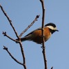 兵庫県立甲山森林公園で野鳥撮影。エナガ、ジョウビタキ（メス）、ヤマガラ、コゲラ。