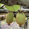 キウイの夏剪定（3回目）を行いました🥝✂️