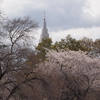 桜の中で誰もが幸せそうでした　　〜　お花見　(新宿御苑、東京）　〜