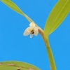 Scaphyglottis modesta