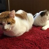 猫と表情