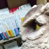 読書梟な、あまりに読書梟な――過剰な読書と誤配の倫理