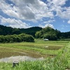 無農薬で米づくり。機械植え終了と猪対策