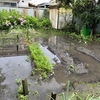 大雨のあと