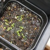 植物欲が絶賛下降中。