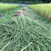 この秋は雨か嵐か知らねども、今日のつとめに田草とるなり