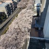 桜散る あれも散る これも散る