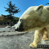 迫力満点。北海道旅行で一度は行きたい旭山動物園