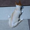 2020年6月変性性脊髄症　私が補助するから歩いてもらおう
